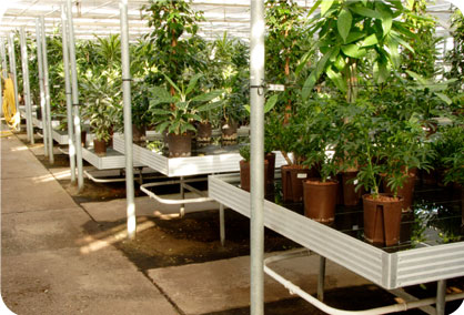 hydroponics supplies at Puff n Stuff